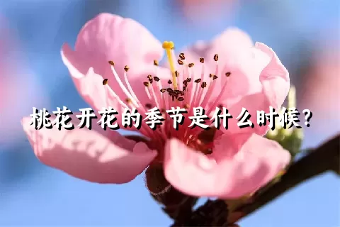 桃花开花的季节是什么时候？