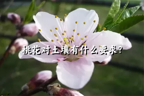 桃花对土壤有什么要求？