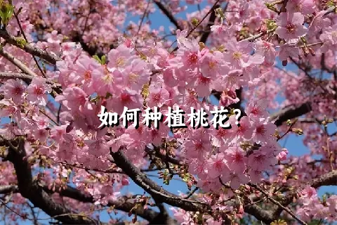 如何种植桃花？