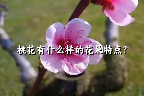 桃花有什么样的花朵特点？