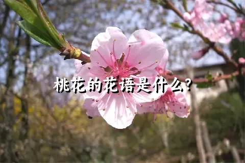 桃花的花语是什么？