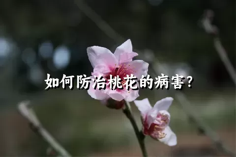 如何防治桃花的病害？