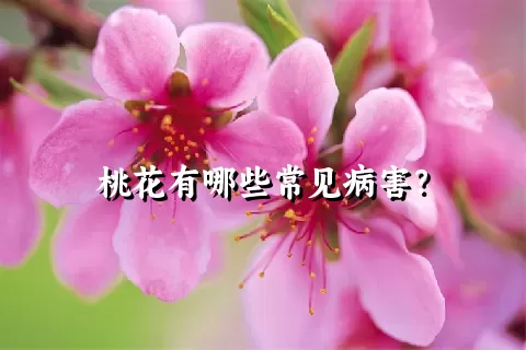 桃花有哪些常见病害？