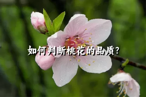 如何判断桃花的品质？