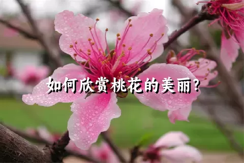 如何欣赏桃花的美丽？