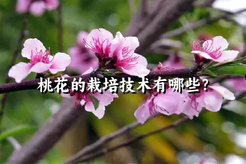 桃花的栽培技术有哪些？