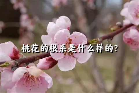 桃花的根系是什么样的？