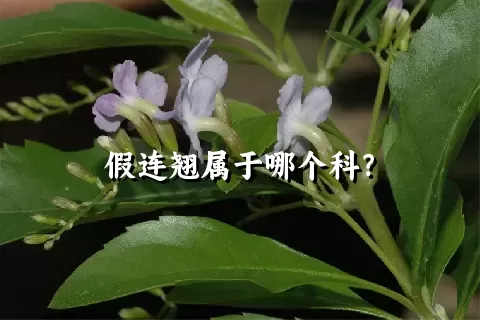 假连翘属于哪个科？