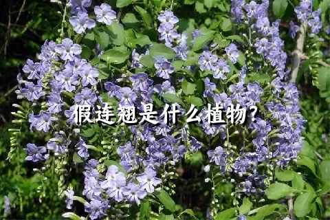 假连翘是什么植物？