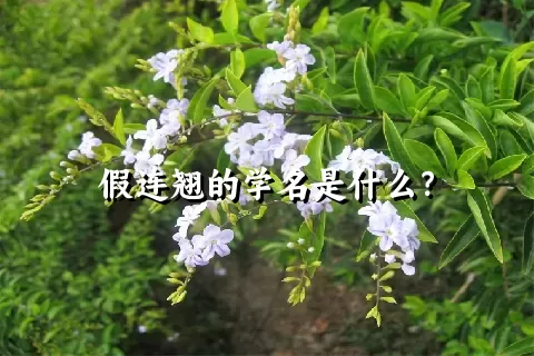 假连翘的学名是什么？