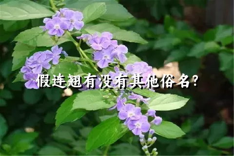 假连翘有没有其他俗名？