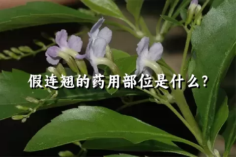 假连翘的药用部位是什么？