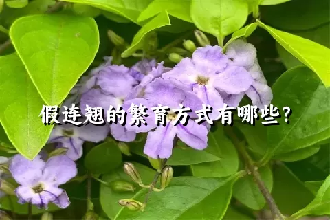 假连翘的繁育方式有哪些？