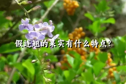 假连翘的果实有什么特点？