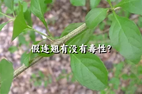 假连翘有没有毒性？