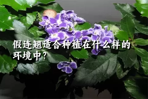 假连翘适合种植在什么样的环境中？