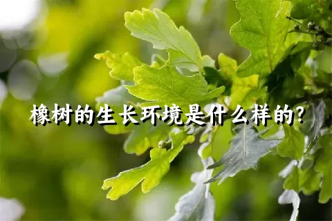 橡树的生长环境是什么样的？