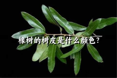 橡树的树皮是什么颜色？