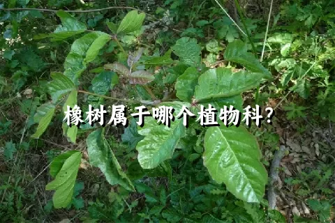 橡树属于哪个植物科？