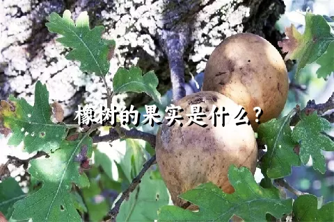 橡树的果实是什么？