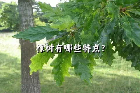 橡树有哪些特点？