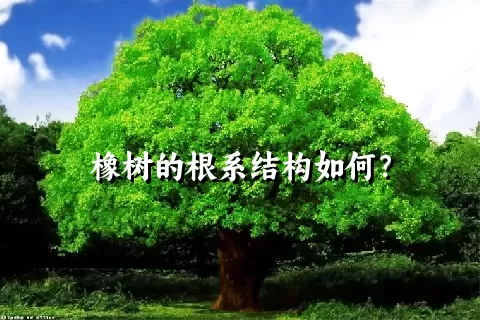 橡树的根系结构如何？