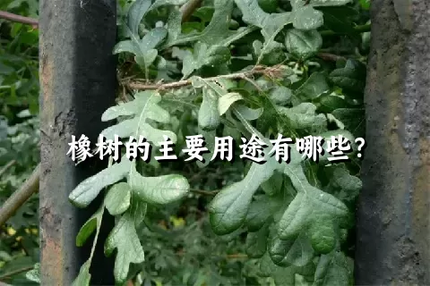 橡树的主要用途有哪些？