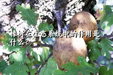 橡树在生态系统中的作用是什么？