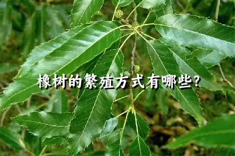 橡树的繁殖方式有哪些？