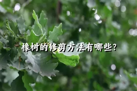 橡树的修剪方法有哪些？