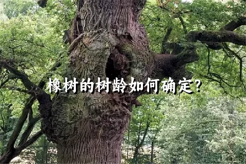 橡树的树龄如何确定？