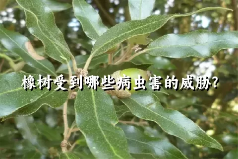 橡树受到哪些病虫害的威胁？