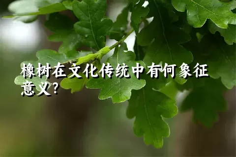 橡树在文化传统中有何象征意义？