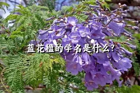 蓝花楹的学名是什么?