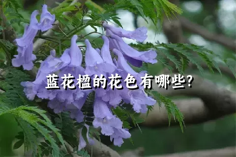 蓝花楹的花色有哪些?