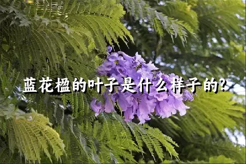 蓝花楹的叶子是什么样子的?