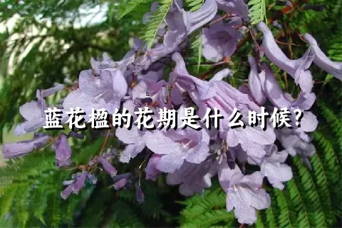 蓝花楹的花期是什么时候?