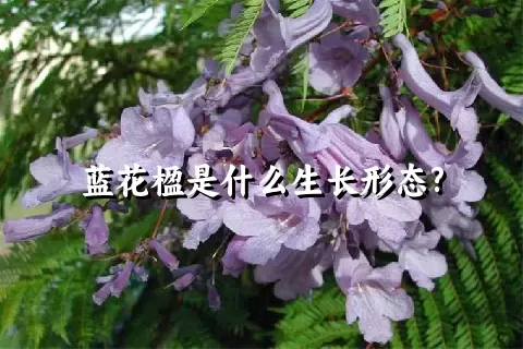 蓝花楹是什么生长形态?