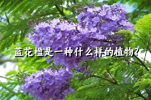 蓝花楹是一种什么样的植物?