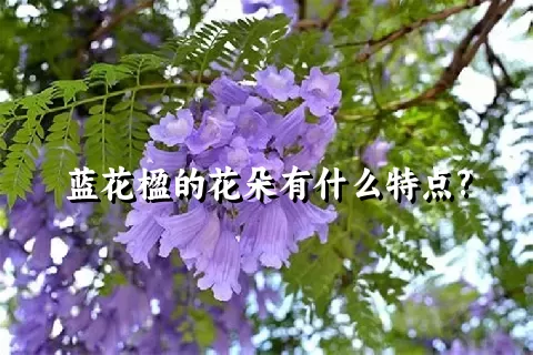 蓝花楹的花朵有什么特点?