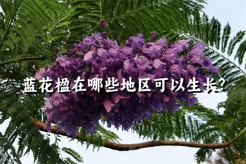 蓝花楹在哪些地区可以生长?