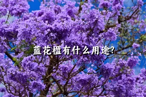 蓝花楹有什么用途?