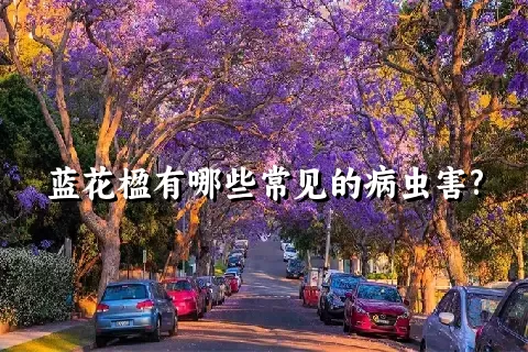 蓝花楹有哪些常见的病虫害?