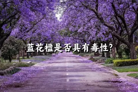 蓝花楹是否具有毒性?