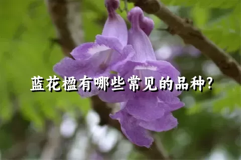 蓝花楹有哪些常见的品种?