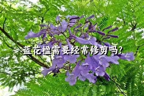 蓝花楹需要经常修剪吗?