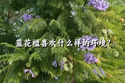 蓝花楹喜欢什么样的环境?