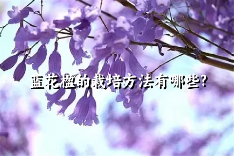 蓝花楹的栽培方法有哪些?