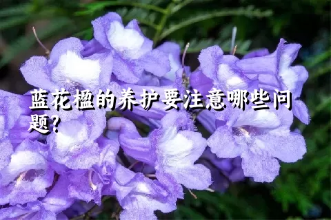 蓝花楹的养护要注意哪些问题?