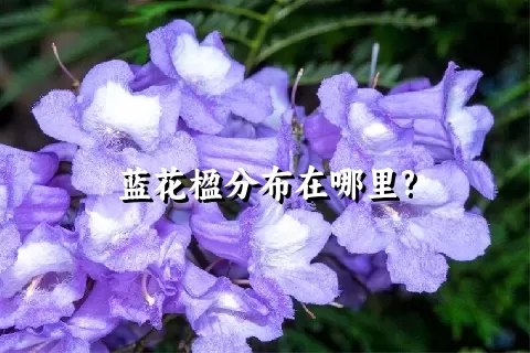 蓝花楹分布在哪里?